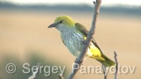Video of Golden oriole - Golden oriole on the top of the tree near to its nest